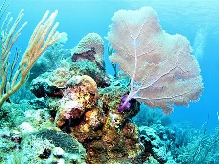Belize Turneffe Island Resort