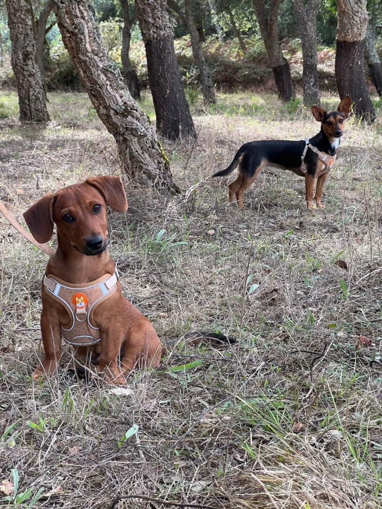 BUY 1 GET 1 FREE: Cork Dog Harness & Leash Set for Small Dogs -Comfortable L-872
