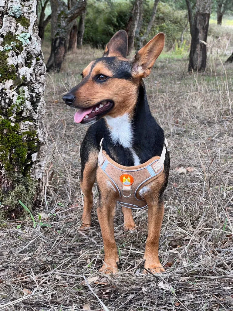 BUY 1 GET 1 FREE: Cork Dog Harness & Leash Set for Small Dogs -Comfortable L-872