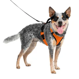 EasySport Harness