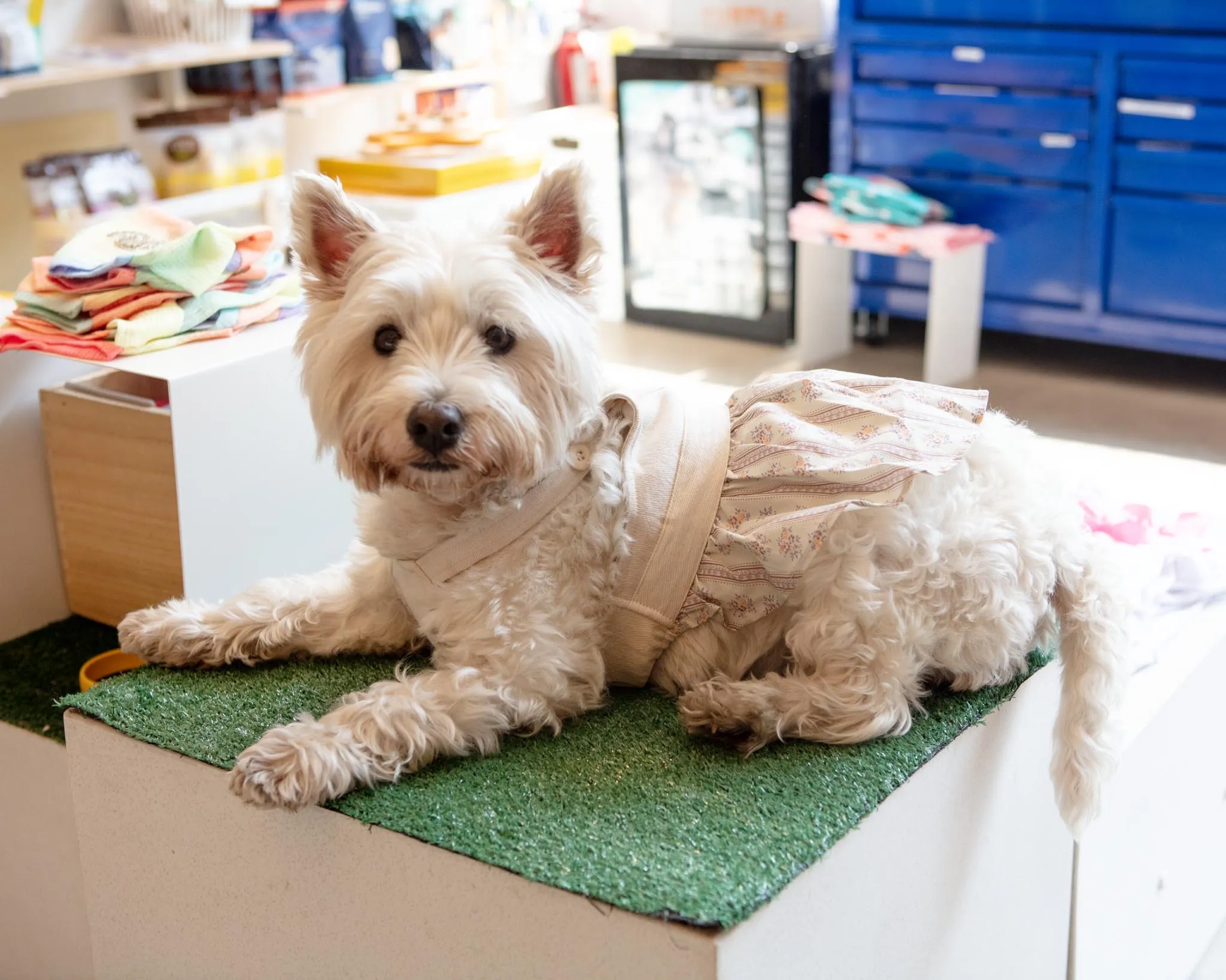 Japanese Denim Flower Dog Dress