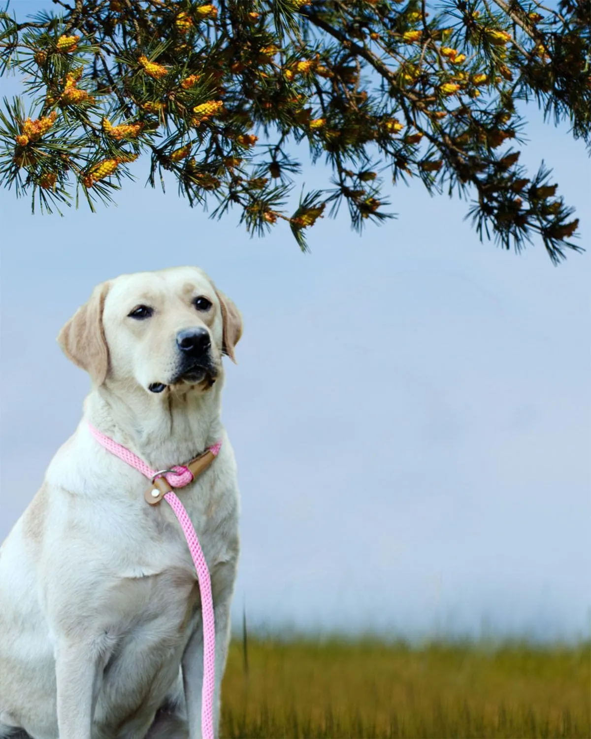 lynxking Dog Leash Slip Lead 5 6 8 FT Dog Training Leash Strong Heavy Duty Braided No Pull Training Lead Leashes