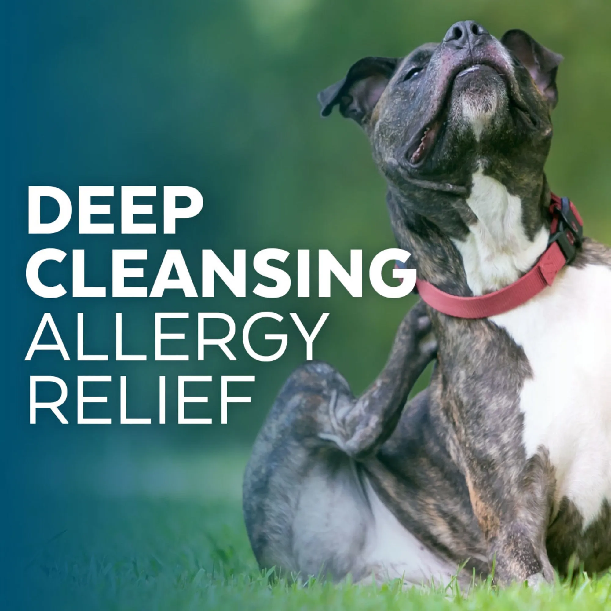 Naturél Promise Clinic Aid Anti-itch Shampoo for Dogs & Cats