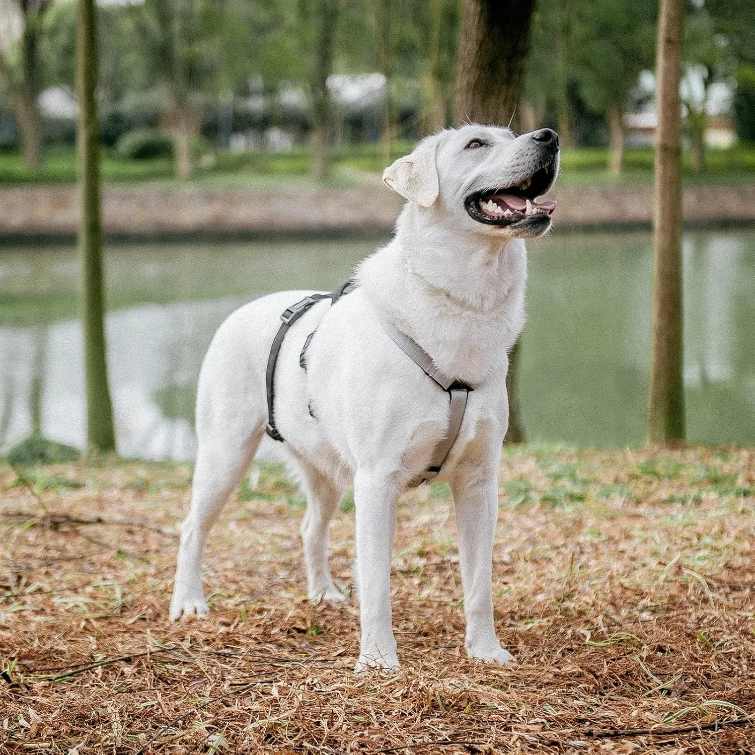 PUPTECK Escape Proof Dog Harness - No Pull Soft Padded Full Body Pet Halter Harness with Lift Handle for Small Medium Large Doggies Walking Hiking Hunting, SnowWhite & Black, M